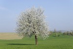 Spring Tree by Ingrid Funk