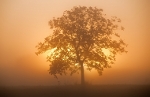 Sunset Tree by Ingrid Funk